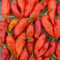 Ghost Pepper 20 Seeds Bhut Jolokia Capsicum chinense