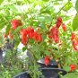 Ghost Pepper 20 Seeds Bhut Jolokia Capsicum chinense