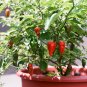 Ghost Pepper 20 Seeds Bhut Jolokia Capsicum chinense