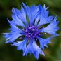 Cornflower  100 Seeds  Centaurea cyanus