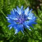 Cornflower  100 Seeds  Centaurea cyanus