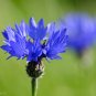 Cornflower  100 Seeds  Centaurea cyanus