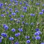 Cornflower  100 Seeds  Centaurea cyanus