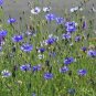 Cornflower  100 Seeds  Centaurea cyanus