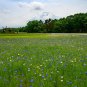 Cornflower  100 Seeds  Centaurea cyanus