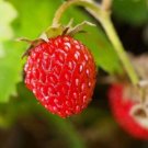 Wild Strawberry Fragaria vesca 100 Seeds