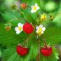 Wild Strawberry Fragaria vesca 100 Seeds