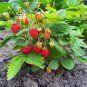 Wild Strawberry Fragaria vesca 100 Seeds
