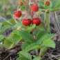 Wild Strawberry Fragaria vesca 100 Seeds
