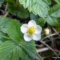 Wild Strawberry Fragaria vesca 100 Seeds