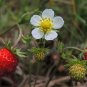 Wild Strawberry Fragaria vesca 100 Seeds