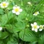 Wild Strawberry Fragaria vesca 100 Seeds