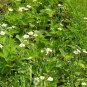 Wild Strawberry Fragaria vesca 100 Seeds