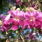 Desert Willow Chilopsis linearis 100 Seeds Desert Willow Chilopsis linearis 100 Seeds