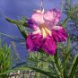Desert Willow Chilopsis linearis 100 Seeds