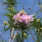 Desert Willow Chilopsis linearis 100 Seeds