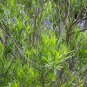 Desert Willow Chilopsis linearis 100 Seeds