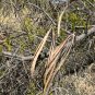 Desert Willow Chilopsis linearis 100 Seeds