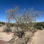 Desert Willow Chilopsis linearis 100 Seeds