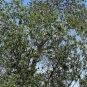 Desert Willow Chilopsis linearis 100 Seeds