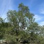 Desert Willow Chilopsis linearis 100 Seeds