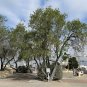 Desert Willow Chilopsis linearis 100 Seeds