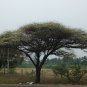 Umbrella Thorn Tree Acacia planifrons 20 Seeds
