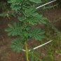 Umbrella Thorn Tree Acacia planifrons 20 Seeds
