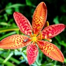 Leopard Lily Blackbead Lily Belamcanda chinensis 100 Seeds Leopard Lily Blackbead Lily Belamcanda chinensis 100 Seeds