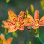 Leopard Lily Blackbead Lily Belamcanda chinensis 100 Seeds