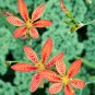 Leopard Lily Blackbead Lily Belamcanda chinensis 100 Seeds