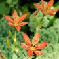 Leopard Lily Blackbead Lily Belamcanda chinensis 100 Seeds
