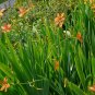 Leopard Lily Blackbead Lily Belamcanda chinensis 100 Seeds