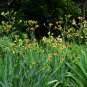 Leopard Lily Blackbead Lily Belamcanda chinensis 100 Seeds
