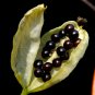 Leopard Lily Blackbead Lily Belamcanda chinensis 100 Seeds