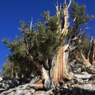 Great Basin Bristlecone Pine Pinus longaeva 10 Seeds