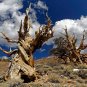 Great Basin Bristlecone Pine Pinus longaeva 10 Seeds