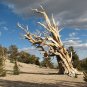 Great Basin Bristlecone Pine Pinus longaeva 10 Seeds