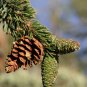 Great Basin Bristlecone Pine Pinus longaeva 10 Seeds