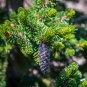 Great Basin Bristlecone Pine Pinus longaeva 10 Seeds