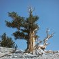 Great Basin Bristlecone Pine Pinus longaeva 10 Seeds