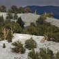 Great Basin Bristlecone Pine Pinus longaeva 10 Seeds