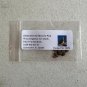 Great Basin Bristlecone Pine Pinus longaeva 10 Seeds