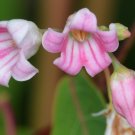 Spreading Dogbane Apocynum androsaemifolium 20 Seeds
