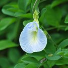 Light Blue Butterfly Pea Clitoria ternatea 10 Seeds Light Blue Butterfly Pea Clitoria ternatea 10 Seeds
