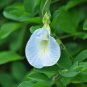 Light Blue Butterfly Pea Clitoria ternatea 10 Seeds