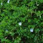 Light Blue Butterfly Pea Clitoria ternatea 10 Seeds