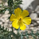 Mexican Poppy Argemone mexicana 100 Seeds Mexican Poppy Argemone mexicana 100 Seeds