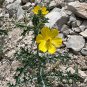 Mexican Poppy Argemone mexicana 100 Seeds