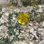 Mexican Poppy Argemone mexicana 100 Seeds